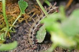 Attēlu rezultāti vaicājumam “Argynnis laodice underside”