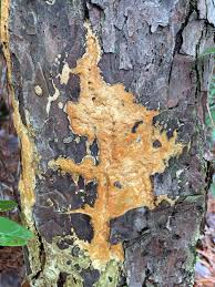 Attēlu rezultāti vaicājumam “Gloeoporus taxicola”