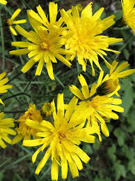 Attēlu rezultāti vaicājumam “Hieracium murorum flower”