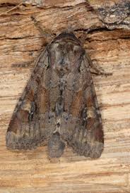 Attēlu rezultāti vaicājumam “Apamea sordens”