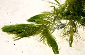 Attēlu rezultāti vaicājumam “Ceratophyllum demersum leaf”