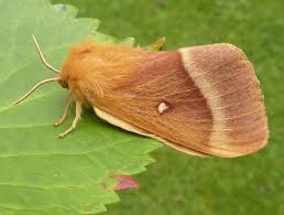 Attēlu rezultāti vaicājumam “Lasiocampa quercus”