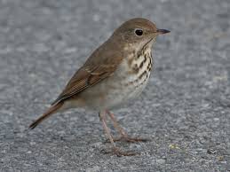 Image result for Catharus guttatus