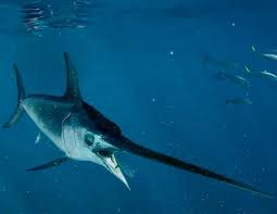 Image result for Xiphias gladius