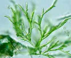 Attēlu rezultāti vaicājumam “Chlorophyta”