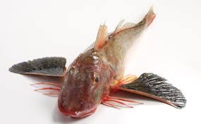 Image result for Chelidonichthys cuculus