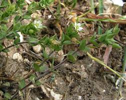 Attēlu rezultāti vaicājumam “Arenaria serpyllifolia flower”