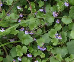Attēlu rezultāti vaicājumam “Cymbalaria muralis”
