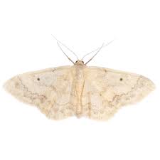 Attēlu rezultāti vaicājumam “Idaea biselata”