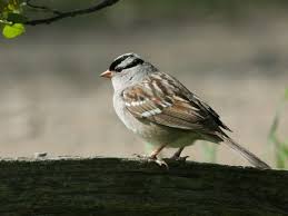 Image result for Zonotrichia leucophrys