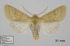 Attēlu rezultāti vaicājumam “Orthosia miniosa”