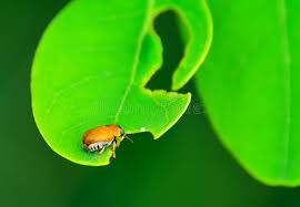 Attēlu rezultāti vaicājumam “Hoplia parvula”