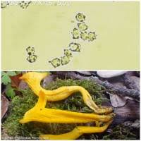 Attēlu rezultāti vaicājumam “Clavulinopsis helvola”