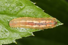 Attēlu rezultāti vaicājumam “Syrphus sp. larva”