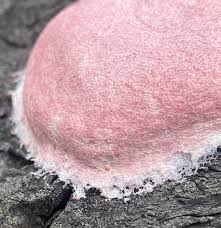 Attēlu rezultāti vaicājumam “Fuligo septica var. rosea young”