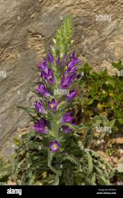Image result for Campanula spicata