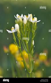 Attēlu rezultāti vaicājumam “Centaurium erythraea flower”