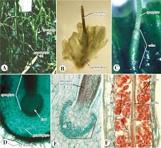 Attēlu rezultāti vaicājumam “Ptilidium pulcherrimum sporophyte”