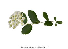 Attēlu rezultāti vaicājumam “Spiraea chamaedryfolia”
