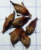 Attēlu rezultāti vaicājumam “Sparganium neglectum”