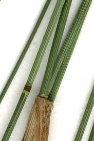 Attēlu rezultāti vaicājumam “Poa nemoralis fruit”