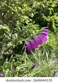 Attēlu rezultāti vaicājumam “Gladiolus imbricatus bud”
