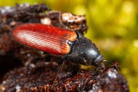 Attēlu rezultāti vaicājumam “Ampedus pomorum”