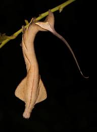 Attēlu rezultāti vaicājumam “Endromidae”