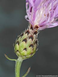 Attēlu rezultāti vaicājumam “Centaurea stoebe fruit”