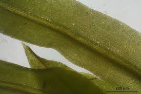 Attēlu rezultāti vaicājumam “Oxystegus tenuirostris”