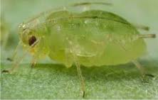 Attēlu rezultāti vaicājumam “Aphididae”