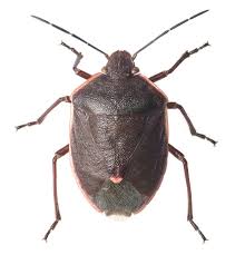 Attēlu rezultāti vaicājumam “Chlorochroa pinicola”