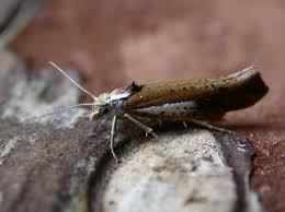 Attēlu rezultāti vaicājumam “Ypsolopha parenthesella”