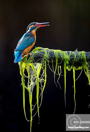 Attēlu rezultāti vaicājumam “Alcedo atthis”