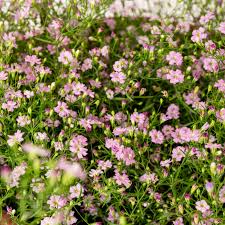 Attēlu rezultāti vaicājumam “Gypsophila muralis fruit”