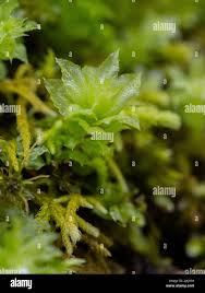 Attēlu rezultāti vaicājumam “Mnium stellare”