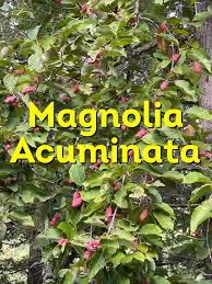 Attēlu rezultāti vaicājumam “Magnolia acuminata fruit”