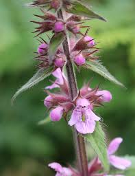 Attēlu rezultāti vaicājumam “Stachys palustris leaf”
