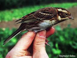 Image result for Emberiza rustica