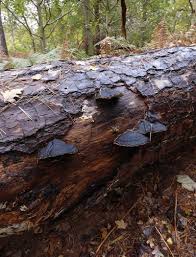 Attēlu rezultāti vaicājumam “Ischnoderma benzoinum”