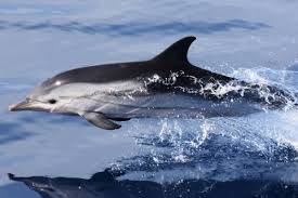 Image result for Stenella coeruleoalba