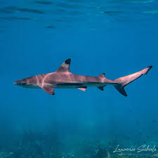 Image result for Carcharhinus melanopterus