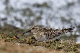 Attēlu rezultāti vaicājumam “Scolopax rusticola juvenile”