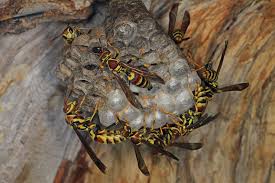 Attēlu rezultāti vaicājumam “Polistes”