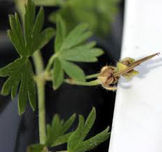 Attēlu rezultāti vaicājumam “Geranium pusillum leaf”