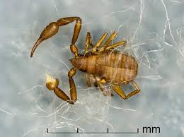 Attēlu rezultāti vaicājumam “Chelifer cancroides”