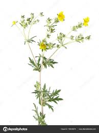 Attēlu rezultāti vaicājumam “Potentilla argentea bud”