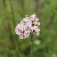 Image result for Valeriana officinalis