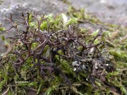 Attēlu rezultāti vaicājumam “Cetraria aculeata”