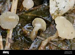 Attēlu rezultāti vaicājumam “Cudoniella clavus”